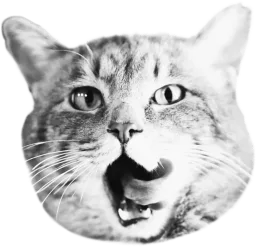 cat-face